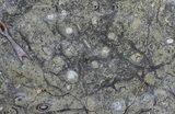 Fossil Orthoceras & Goniatite Plate - Stoneware #57786-1